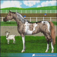 Horse Color:Liver Red Dun Tobiano Brindle 