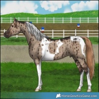 Horse Color:Liver Red Dun Tobiano Brindle 