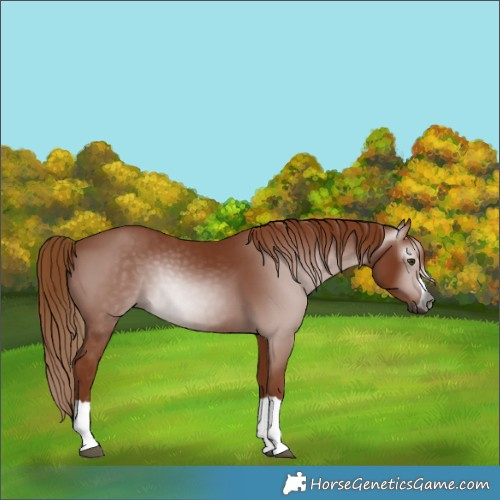 Horse Color:Gray Chestnut 