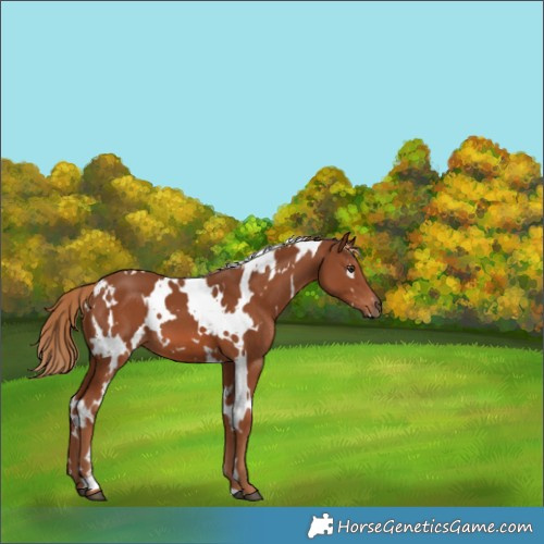 Horse Color:White Spotted Chestnut 