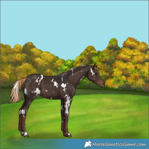 Horse Color:White Spotted Liver Chestnut 