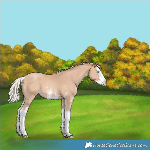 Horse Color:Silver Amber Champagne Sabino Splash 