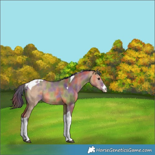 Horse Color:Nacre Bay Dun Sabino Tobiano Rabicano 