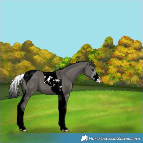 Horse Color:Grullo Sabino Tobiano 