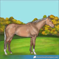 Horse Color:Silver Bay Dun 