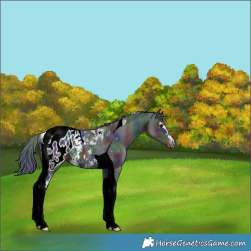Horse Color:Nacre White Spotted Black Tobiano Appaloosa 