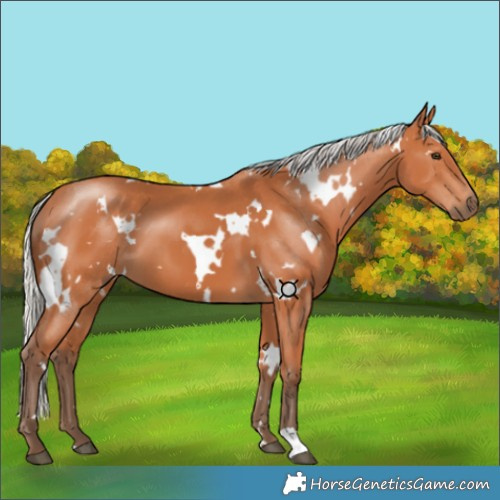 Horse Color:White Spotted Silver Bay 