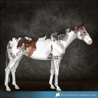 Horse Color:White Spotted Brown Splash 