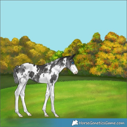 Horse Color:White Spotted Black Splash 