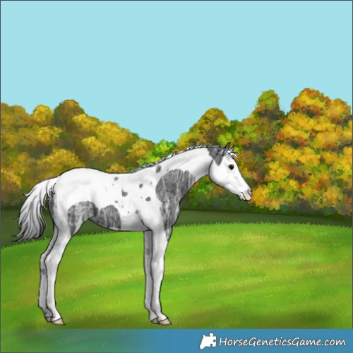 Horse Color:Black Ice Splash Tobiano 