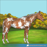 Horse Color:White Spotted Chestnut 