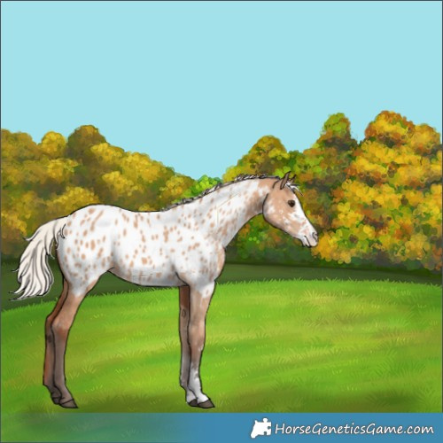 Horse Color:Silver Bay Dun Sabino Near Leopard 