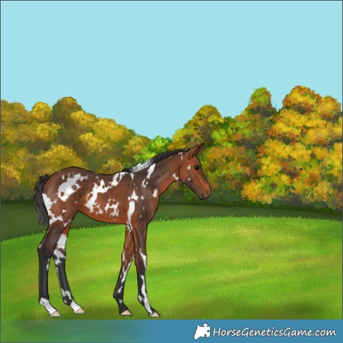 Horse Color:White Spotted Bay 