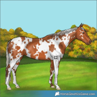 Horse Color:White Spotted Silver Bay 