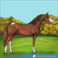 Horse Color:Chestnut Sabino Tobiano