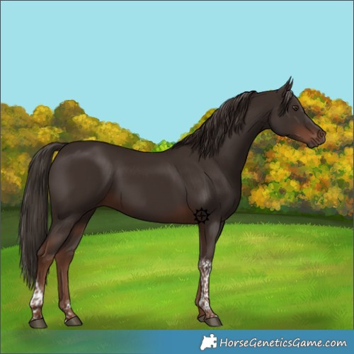 Horse Color:Liver Chestnut Tobiano