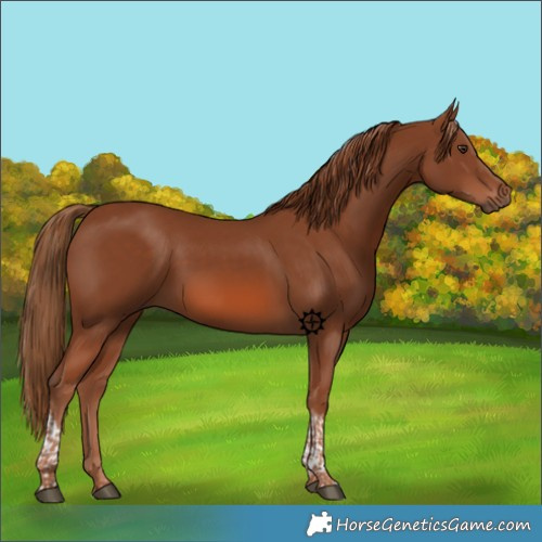 Horse Color:Chestnut Tobiano 