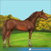 Horse Color:Chestnut Tobiano