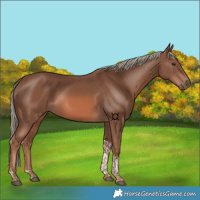 Horse Color:Chestnut Mushroom Tobiano