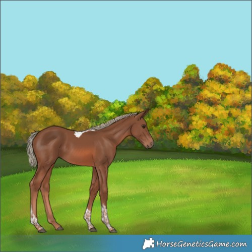Horse Color:Chestnut Mushroom Tobiano