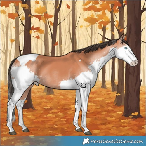 Horse Color:Bay Splash Tobiano 