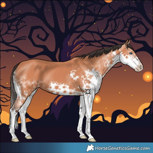 Horse Color:Bay Splash 