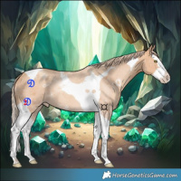 Horse Color:Gold Champagne Splash Tobiano 