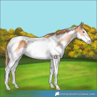 Horse Color:Chestnut Splash Tobiano 