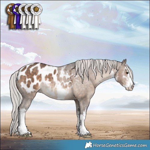 Horse Color:White Spotted Silver Brown Dun Appaloosa 