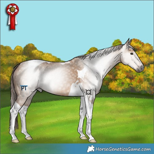 Horse Color:Gray Red Dun Tobiano 