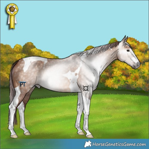 Horse Color:Gray Chocolate Bay Dun Tobiano 