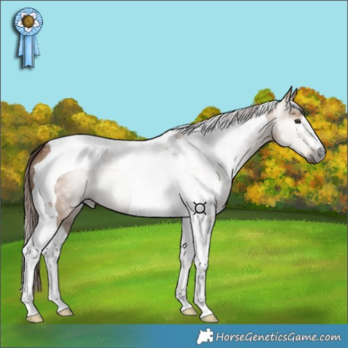 Horse Color:Gray Red Dun Tobiano 