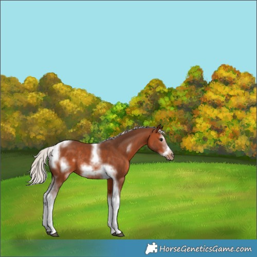 Horse Color:White Spotted Silver Brown Tobiano Frame Rabicano 