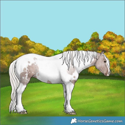 Horse Color:White Spotted Silver Black Tobiano 