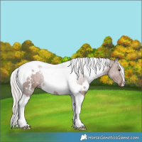 Horse Color:White Spotted Silver Black Tobiano 