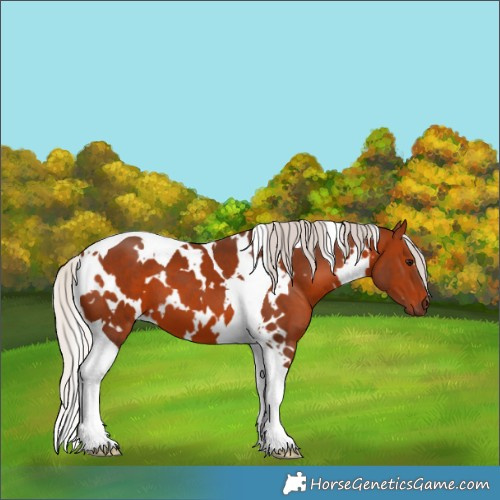 Horse Color:White Spotted Silver Brown Tobiano 