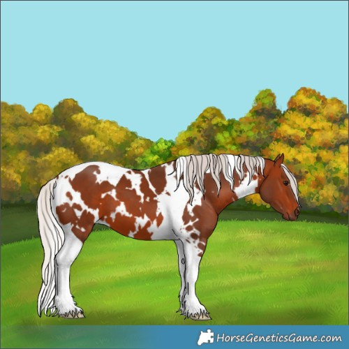 Horse Color:White Spotted Silver Brown Tobiano 