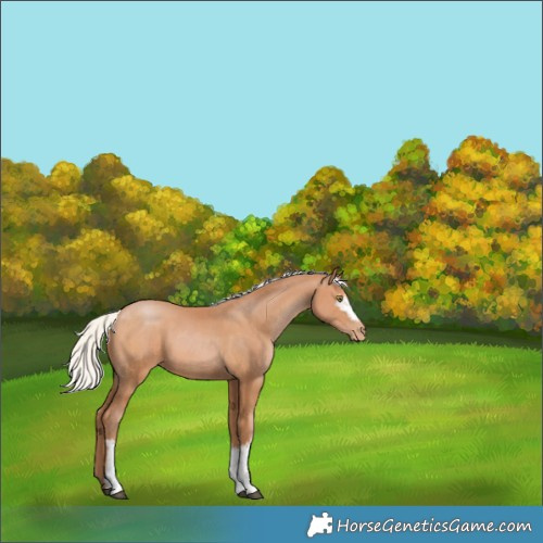 Horse Color:White Spotted Silver Brown Pearl 