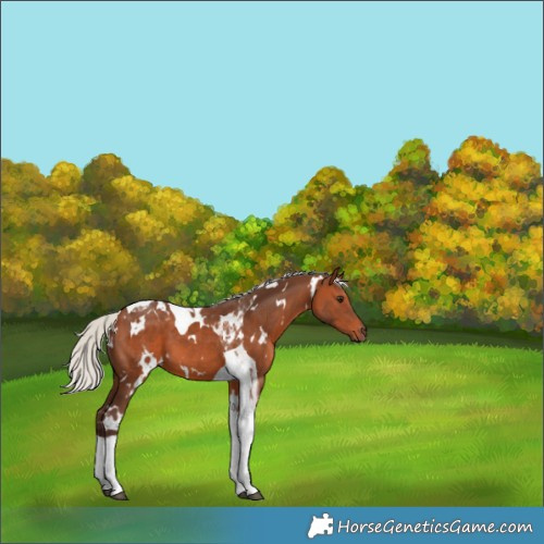 Horse Color:White Spotted Silver Brown Tobiano 