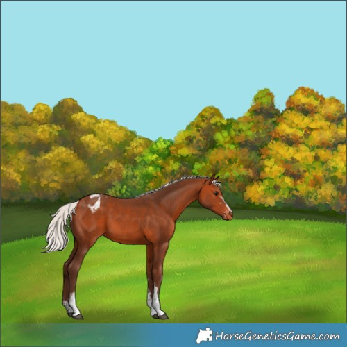 Horse Color:White Spotted Silver Bay Sabino Appaloosa 