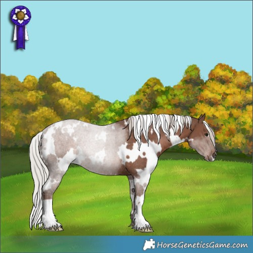 Horse Color:White Spotted Silver Black Rabicano 