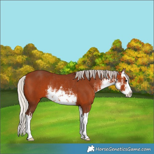 Horse Color:White Spotted Silver Bay Splash Rabicano 