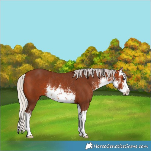 Horse Color:White Spotted Silver Bay Splash Rabicano 