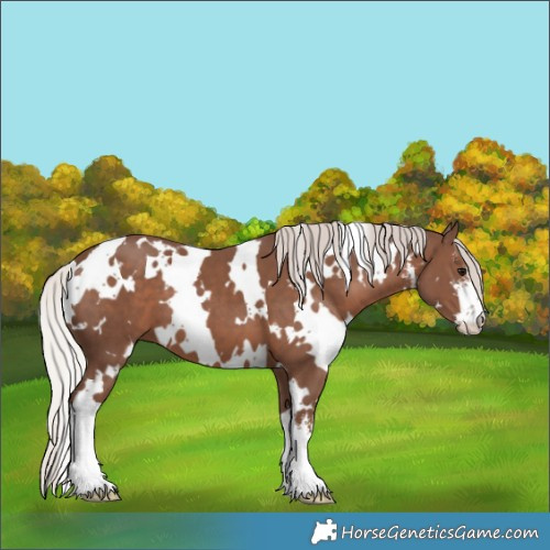 Horse Color:White Spotted Silver Black 