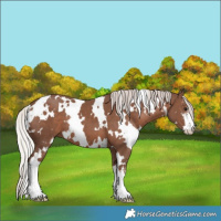 Horse Color:White Spotted Silver Black