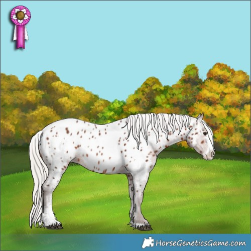 Horse Color:White Spotted Silver Brown Sabino Appaloosa Rabicano 