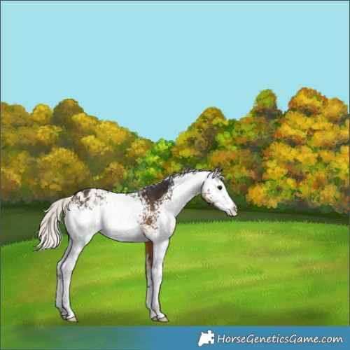 Horse Color:White Spotted Silver Buckskin Appaloosa 