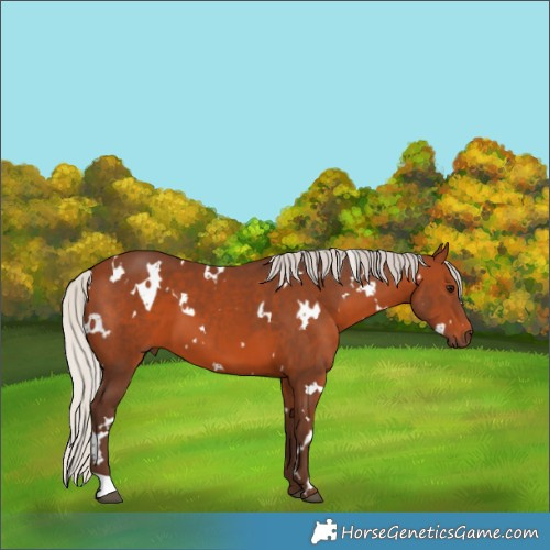 Horse Color:White Spotted Silver Brown 