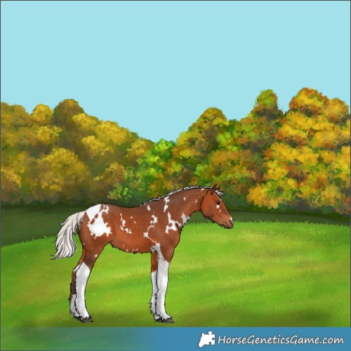 Horse Color:White Spotted Silver Brown Tobiano 