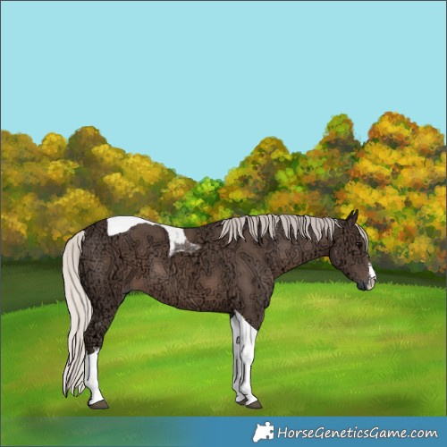 Horse Color:White Spotted Silver Black Ice Tobiano 